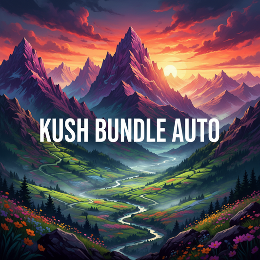 KUSH BUNDLE AUTO 12 Samen