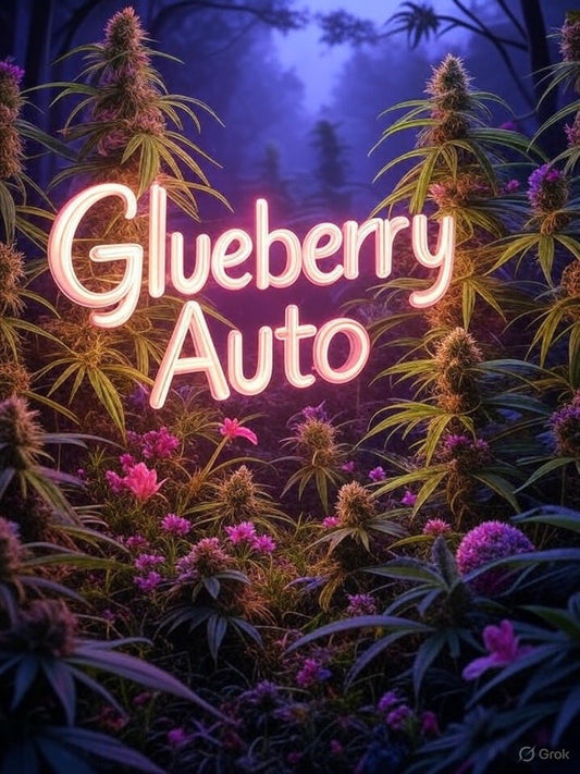 Glueberry Auto 3 Samen Autoflower