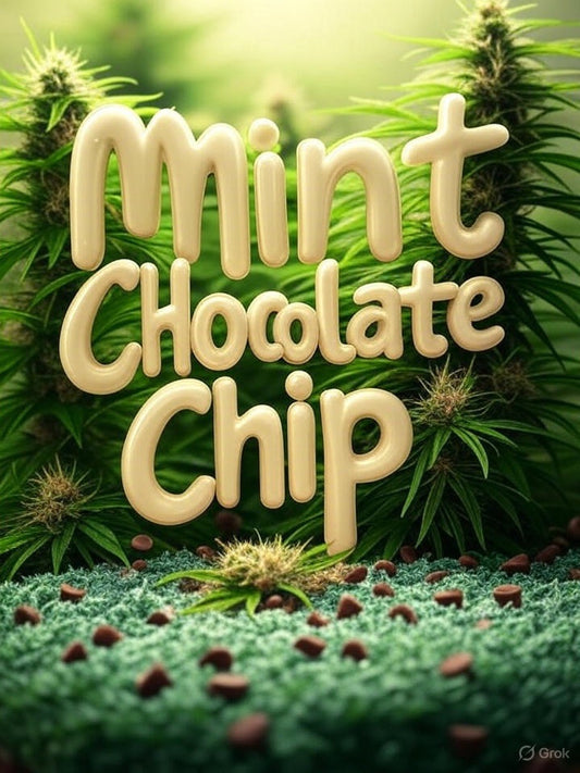 Mint Chocolate Chip 3 Samen Feminisiert