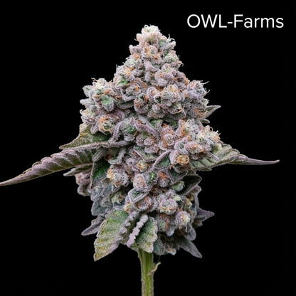 Donny Burger Feminisiert Samen – Photo | OWL-Farms