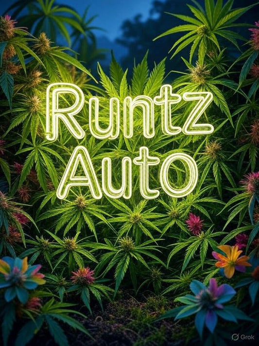 Runtz Auto 3 Samen Autoflower