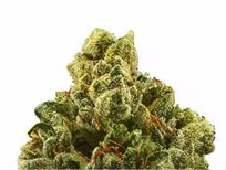OG Kush Autoflower 3 Samen