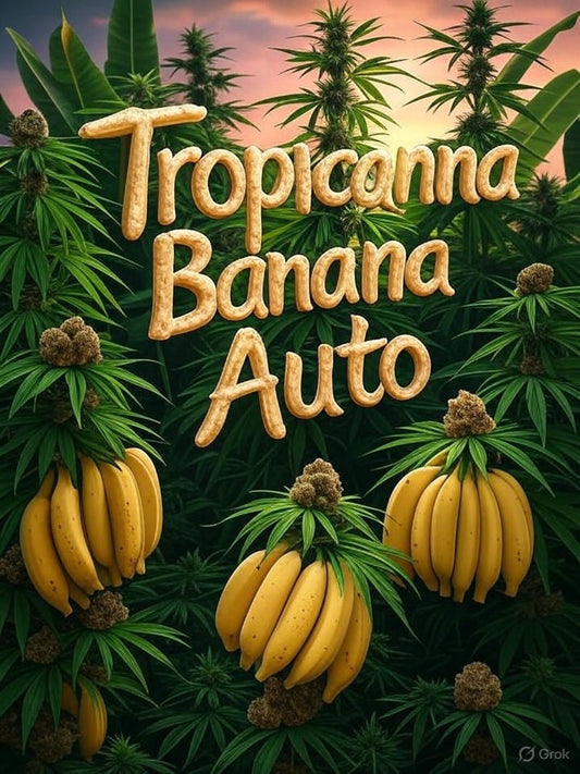 Tropicanna Banana Auto 3 Samen Autoflower