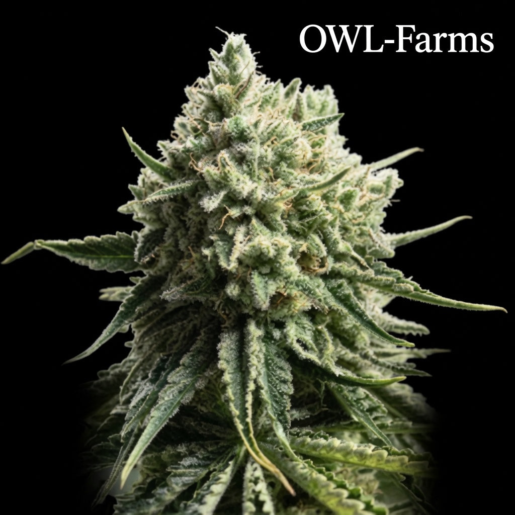 Critical Fastflower Samen – Photo | OWL-Farms

