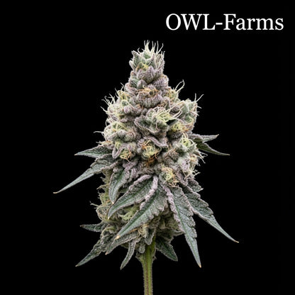 GMO Cookies Feminisiert Samen – Photo | OWL-Farms

