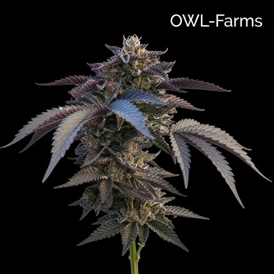 Gelato #33 Feminisiert Samen – Photo | OWL-Farms