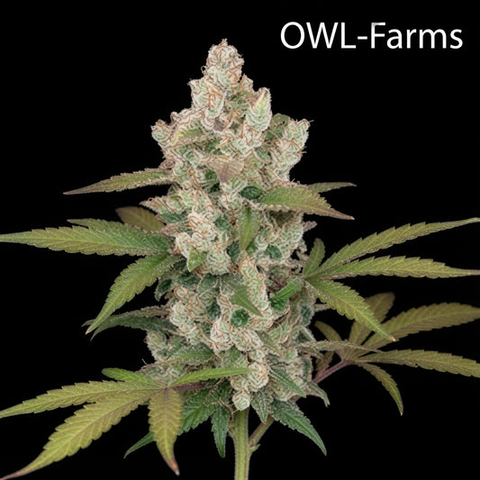 Girl Scout Cookies Auto Samen | OWL-Farms

