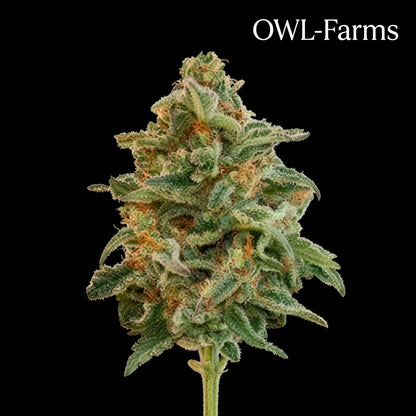 „Glueberry Auto Samen | OWL-Farms"

