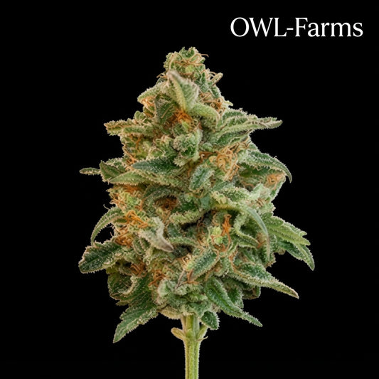 „Glueberry Auto Samen | OWL-Farms"

