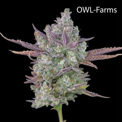 Gorilla Cookies Auto 3 Samen