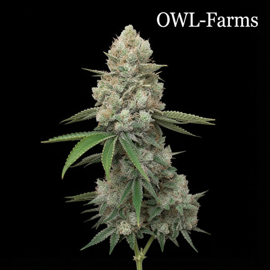 Gorilla Glue Samen – Auto | OWL-Farms