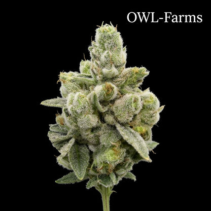Gorilla-Glue-Fastflower_Owl-Farms.jpg
