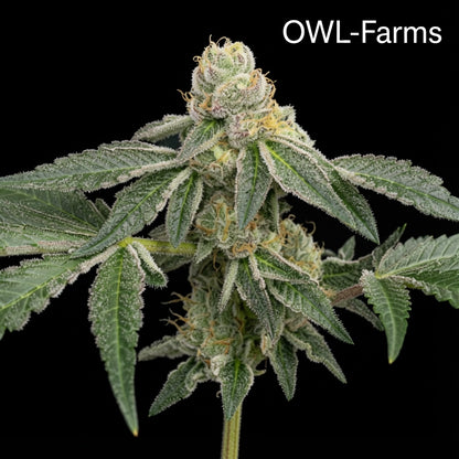 Gorilla Glue Feminisiert Samen – Photo | OWL-Farms

