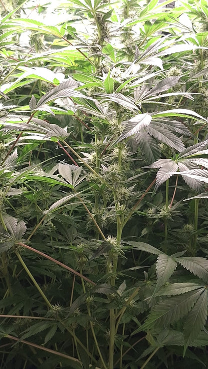 Gorilla Glue Schnelle Blüte Cannabis Samen kaufen OWL-Farms