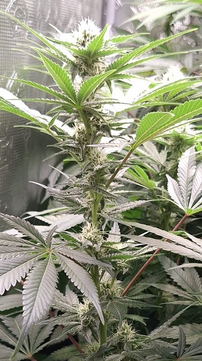 Gorilla Glue Schnelle Blüte Cannabis Samen OWL-Farms