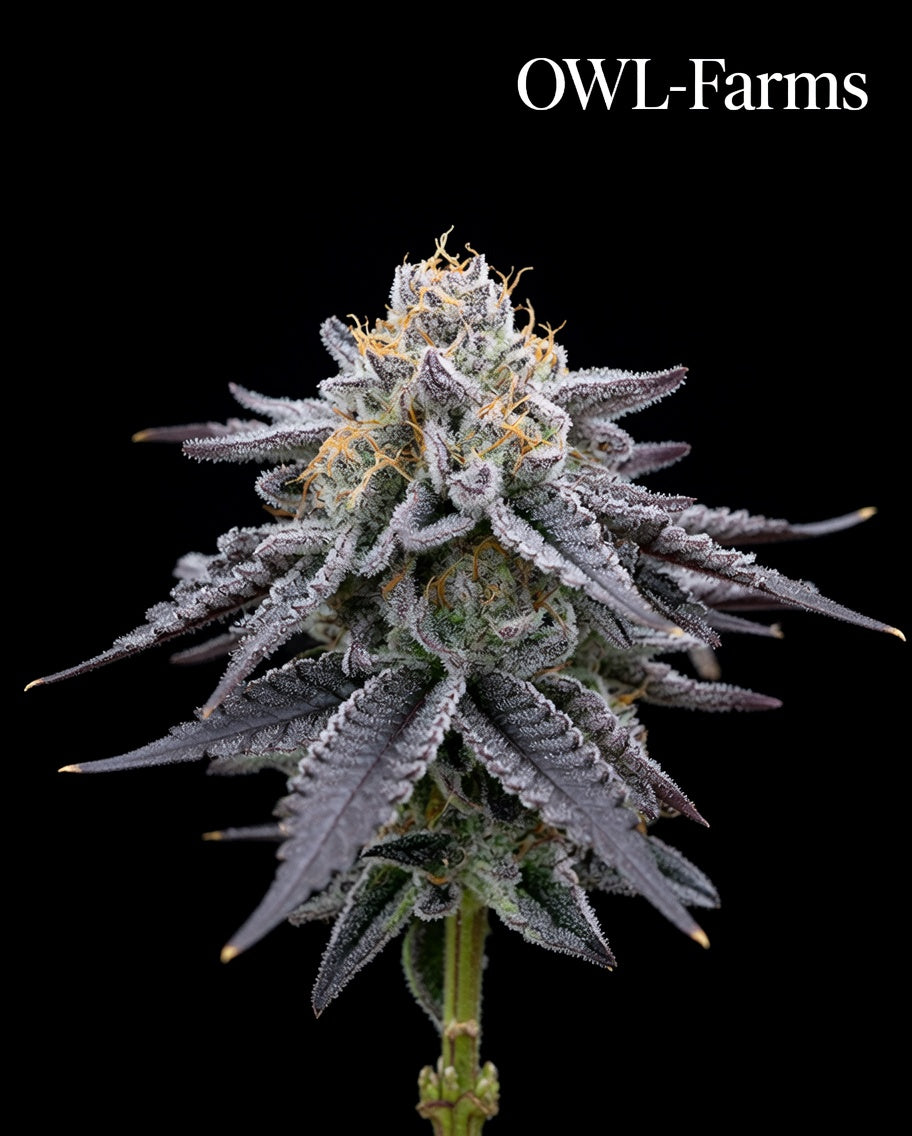 Granddaddy Purple Feminisiert Samen – Photo | OWL-Farms