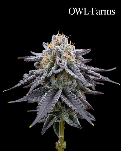 Granddaddy Purple Feminisiert Samen – Photo | OWL-Farms