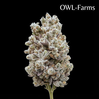 Hokuzai Feminisiert Samen – Photo | OWL-Farms

