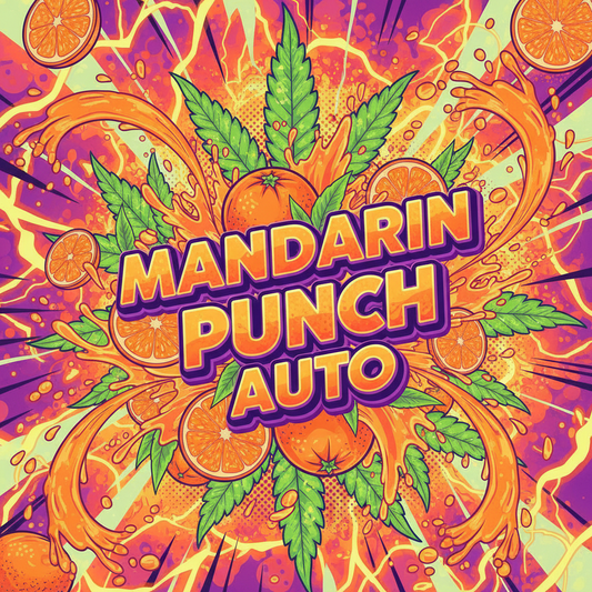 Mandarin Punch Auto 3 Samen
