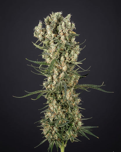 Ice Cream Cake Feminisiert Samen – Photo | OWL-Farms
