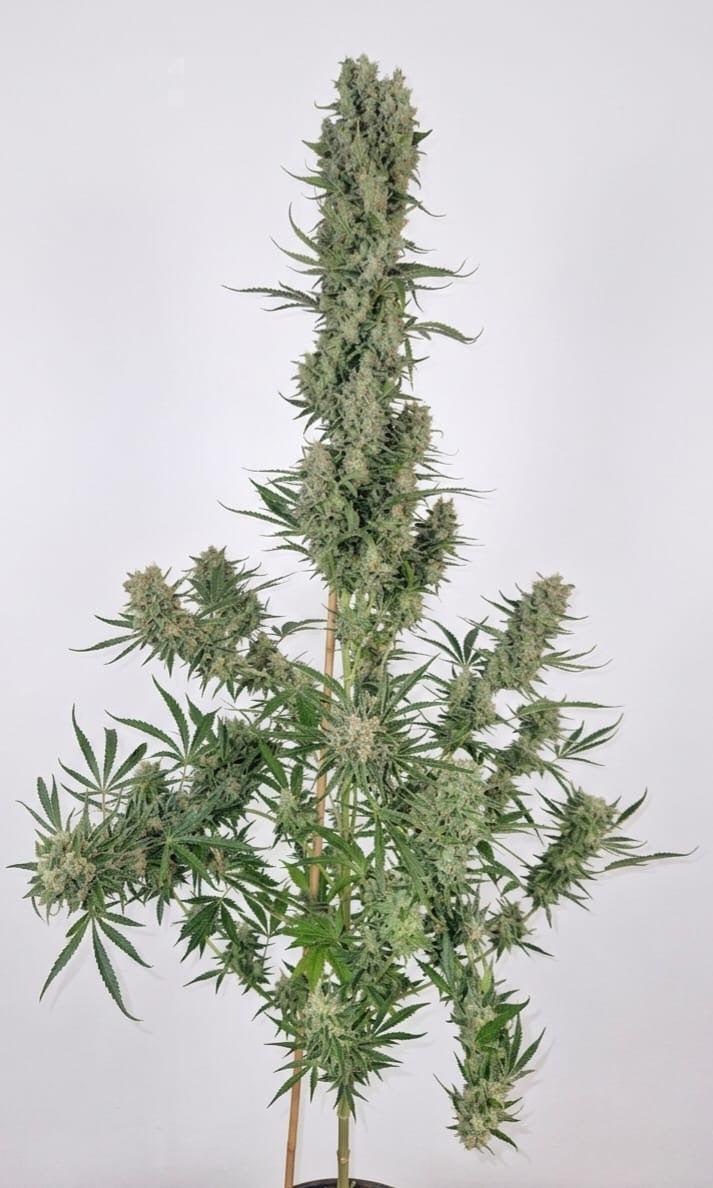 Ice Cream Cake Feminisiert Samen – Photo | OWL-Farms