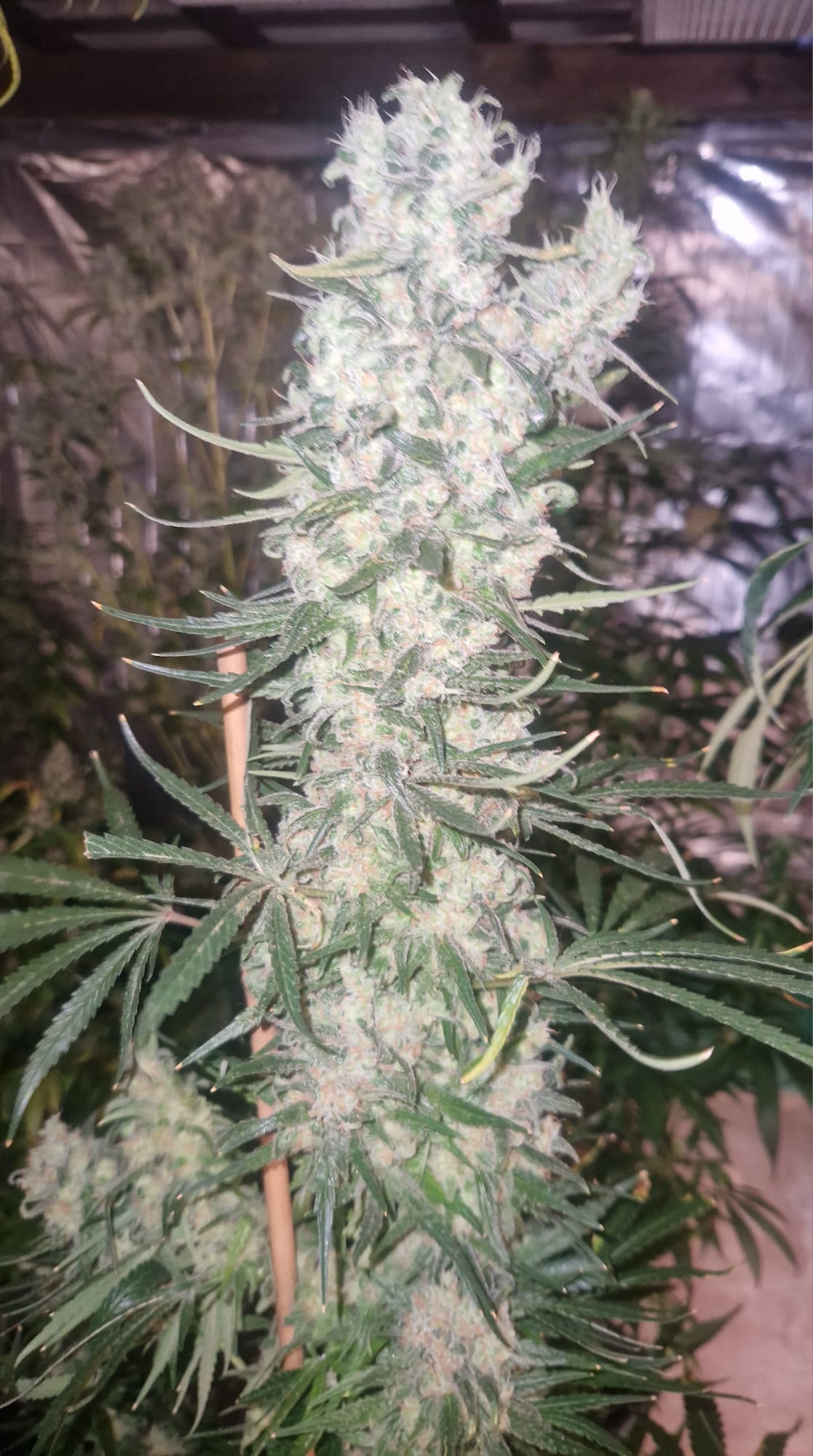 Ice Cream Cake Feminisiert Samen – Photo | OWL-Farms