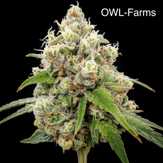 Jack Herer Feminisiert Samen – Photo | OWL-Farms

