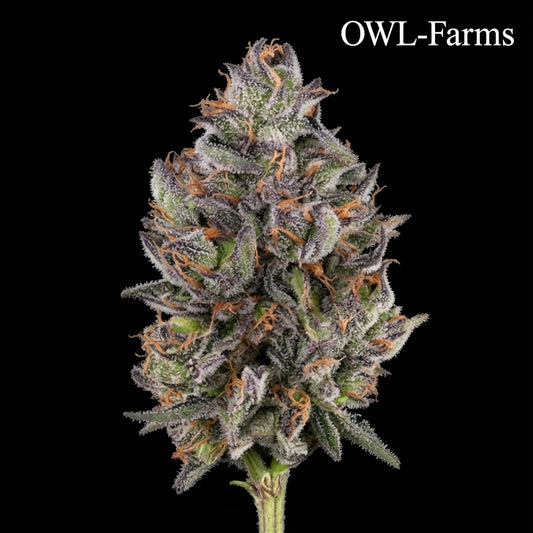 Jealousy Auto Samen | OWL-Farms


