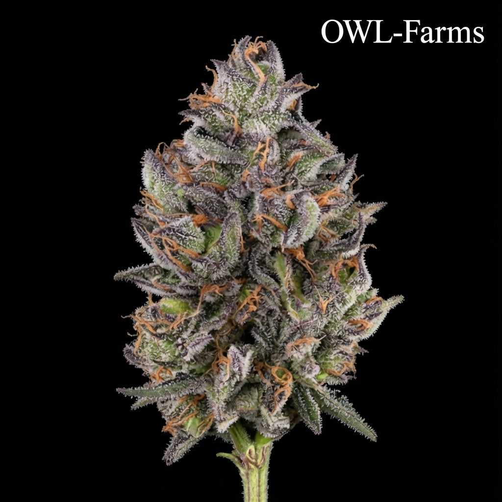 Jealousy Feminisiert Samen – Photo | OWL-Farms