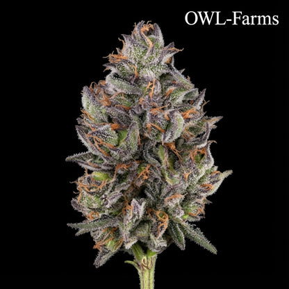 Jealousy Feminisiert Samen – Photo | OWL-Farms