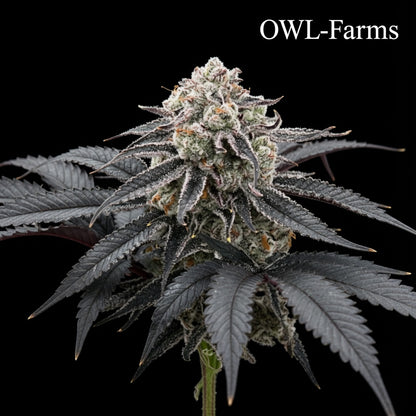 Lemon Cherry Gelato Feminisiert Samen – Photo | OWL-Farms