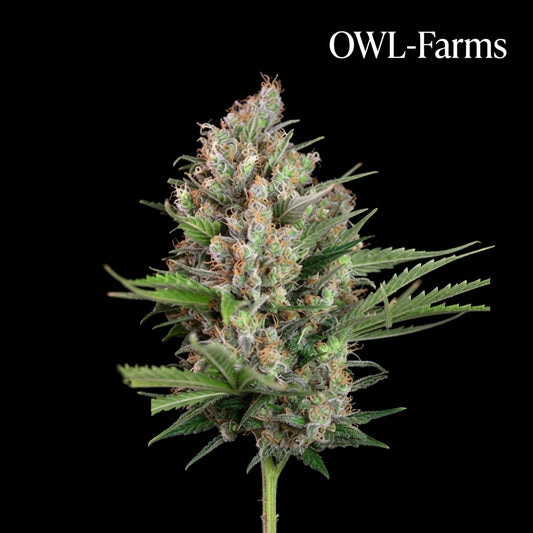 Mandarin Punch Auto Samen – Auto | OWL-Farms

