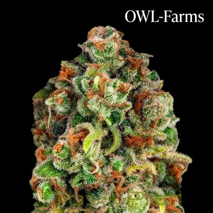 Mandarine Auto Samen – Auto | OWL-Farms


