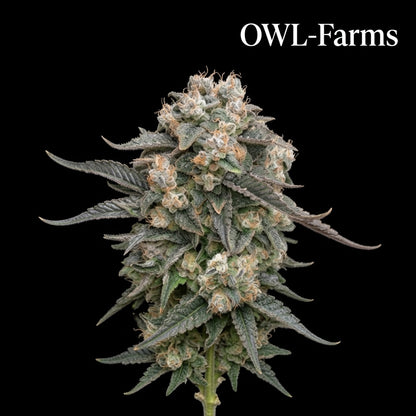 Mimosa Auto Samen | OWL-Farms

