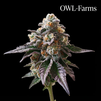 Mimosa X Alien Cookies Feminisiert Samen – Photo | OWL-Farms