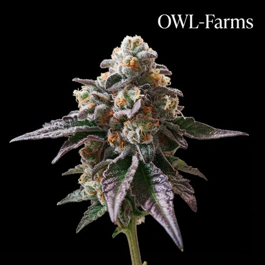 Mimosa X Alien Cookies Feminisiert Samen – Photo | OWL-Farms
