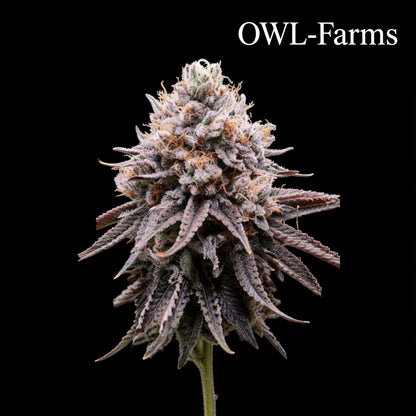 Mimosa EVO Fastflower Feminisiert Samen – Photo | OWL-Farms