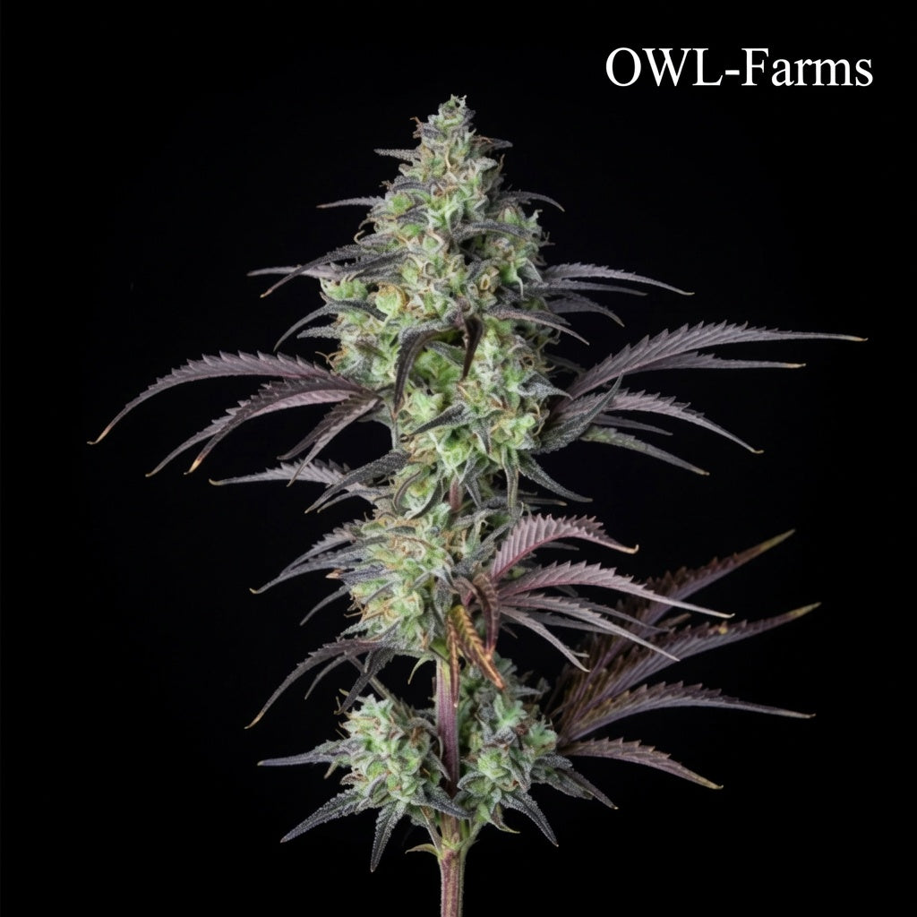 Mimosa x Orange Punch Feminisiert Samen – Photo | OWL-Farms