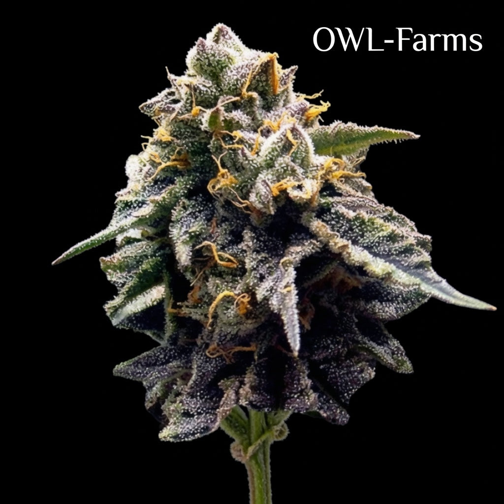 Mint Chocolate Chip Feminisiert Samen – Photo | OWL-Farms