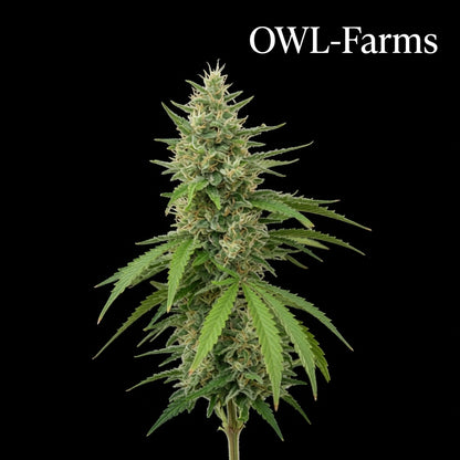 Northern Lights Samen – Auto | OWL-Farms