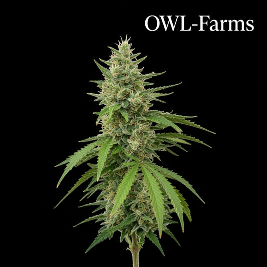 Northern Lights Samen – Auto | OWL-Farms