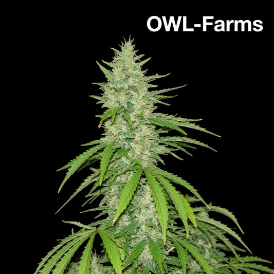 Northern Lights Feminisiert Samen – Photo | OWL-Farms

