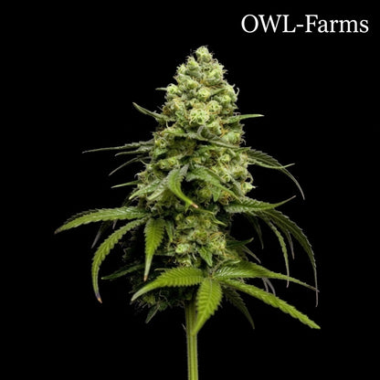 OG Kush Samen – Auto | OWL-Farms