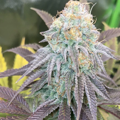 OG Kush Feminisiert Samen – Photo | OWL-Farms

