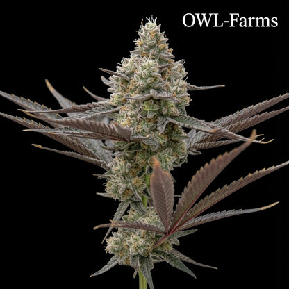 Oreoz Feminisiert Samen – Photo | OWL-Farms