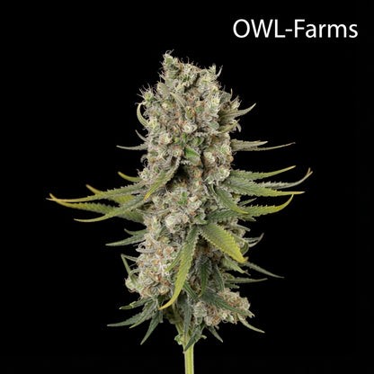 Papaya Zoap Feminisiert Samen – Photo | OWL-Farms

