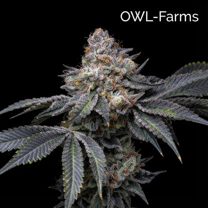 Permanent Marker Auto Samen | OWL-Farms

