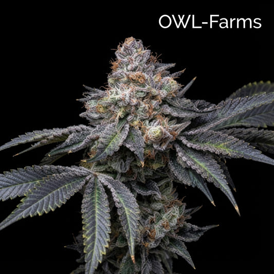 Permanent Marker Auto Samen | OWL-Farms

