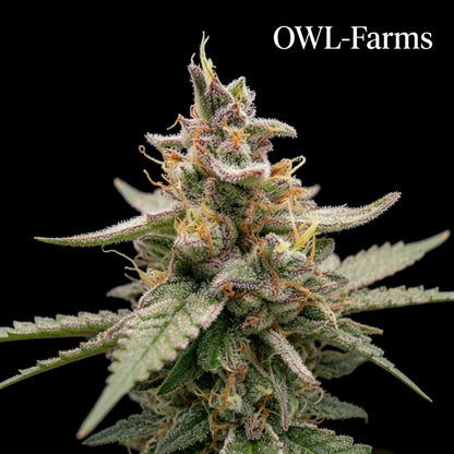 Pineapple Cake Auto Samen | OWL-Farms


