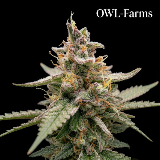 Pineapple Cake Auto Samen | OWL-Farms

